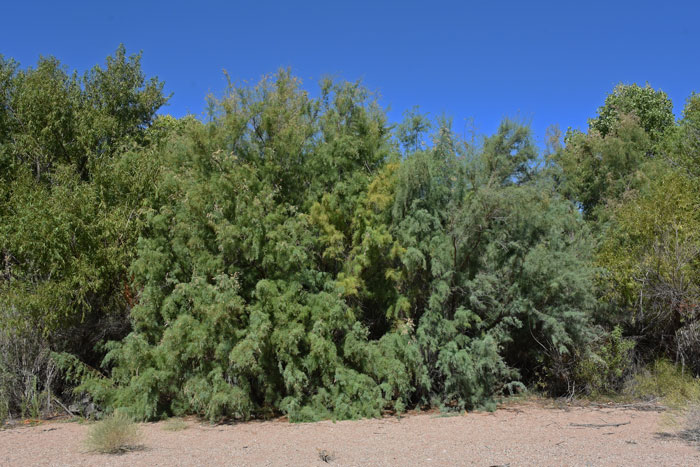 Chinese Saltcedar is found in the western ½ of the United States, never a welcome introduction. Tamarix chinensis 